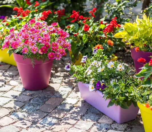 Waarom het kopen van een bloempot niet zo eenvoudig is als je denkt bloempot kopen